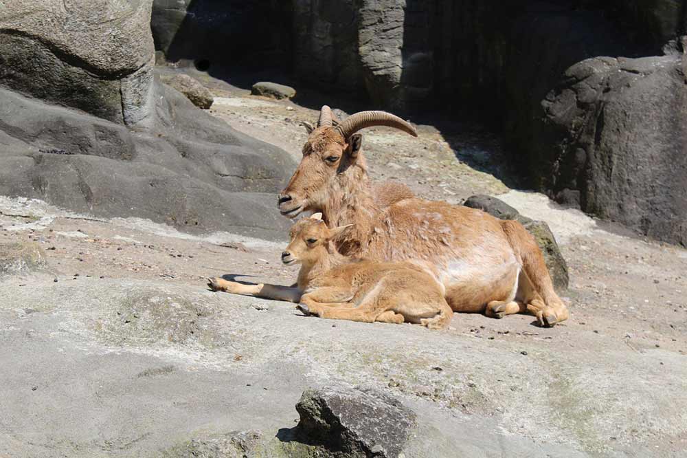 a mother and billy goat