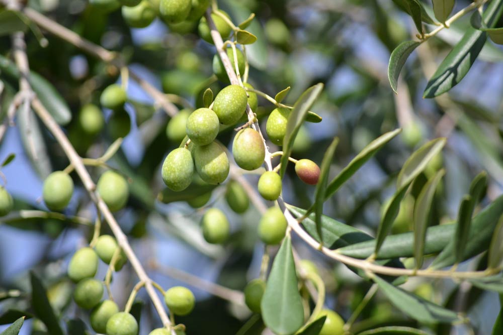 Olive Tree